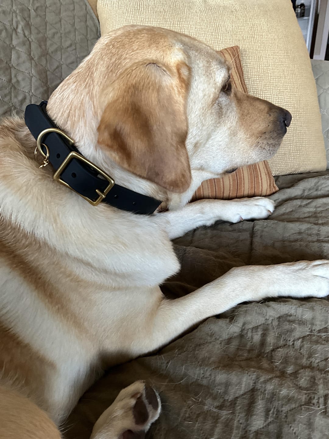 Customer photo review of Obsidian - Classic Biothane Dog Collar