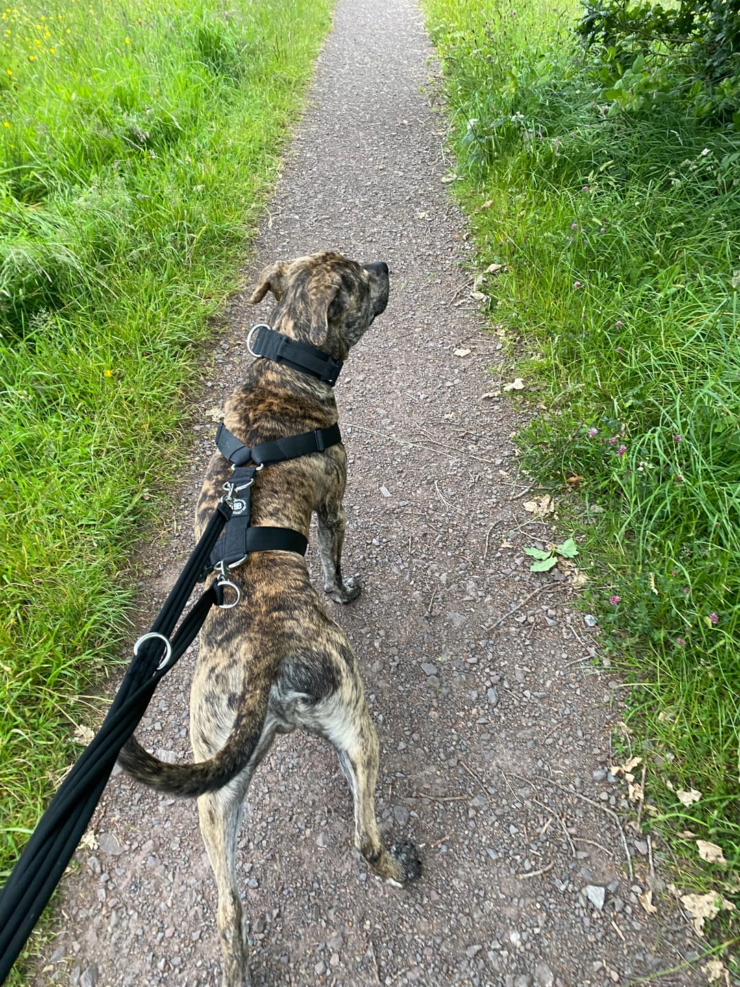 Customer photo review of Double Ended Training Lead | All Breeds - Durable & Soft 2m Lead - Black