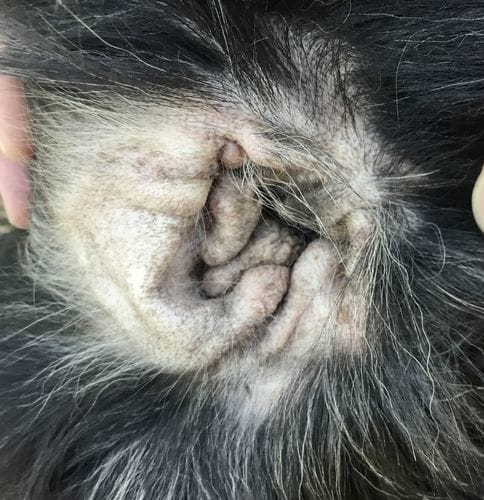 Customer photo review of Freeze-Dried Beef Liver Dog Treats | Single Ingredient | Petsmont Hearty Bites