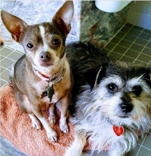 Customer photo review of Freeze-Dried Beef Liver Dog Treats | Single Ingredient | Petsmont Hearty Bites