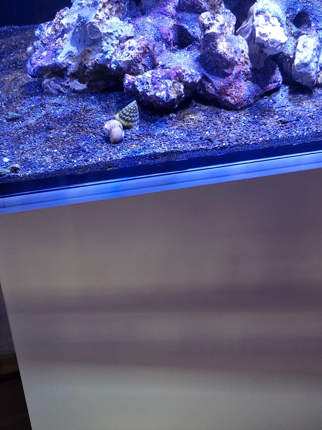 Customer photo review of Black Beach Live Sand 0,5-1,7mm  4,54kg