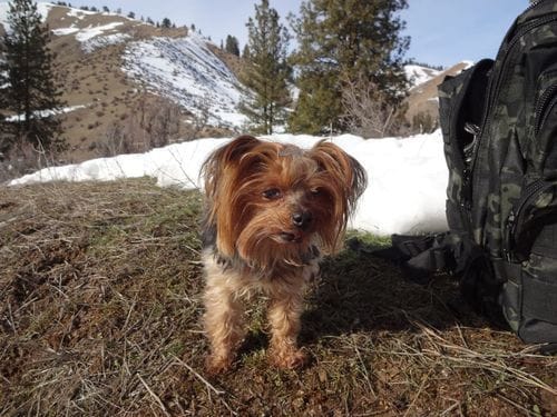 Customer photo review of Buddy Guard + Hearty Bites
