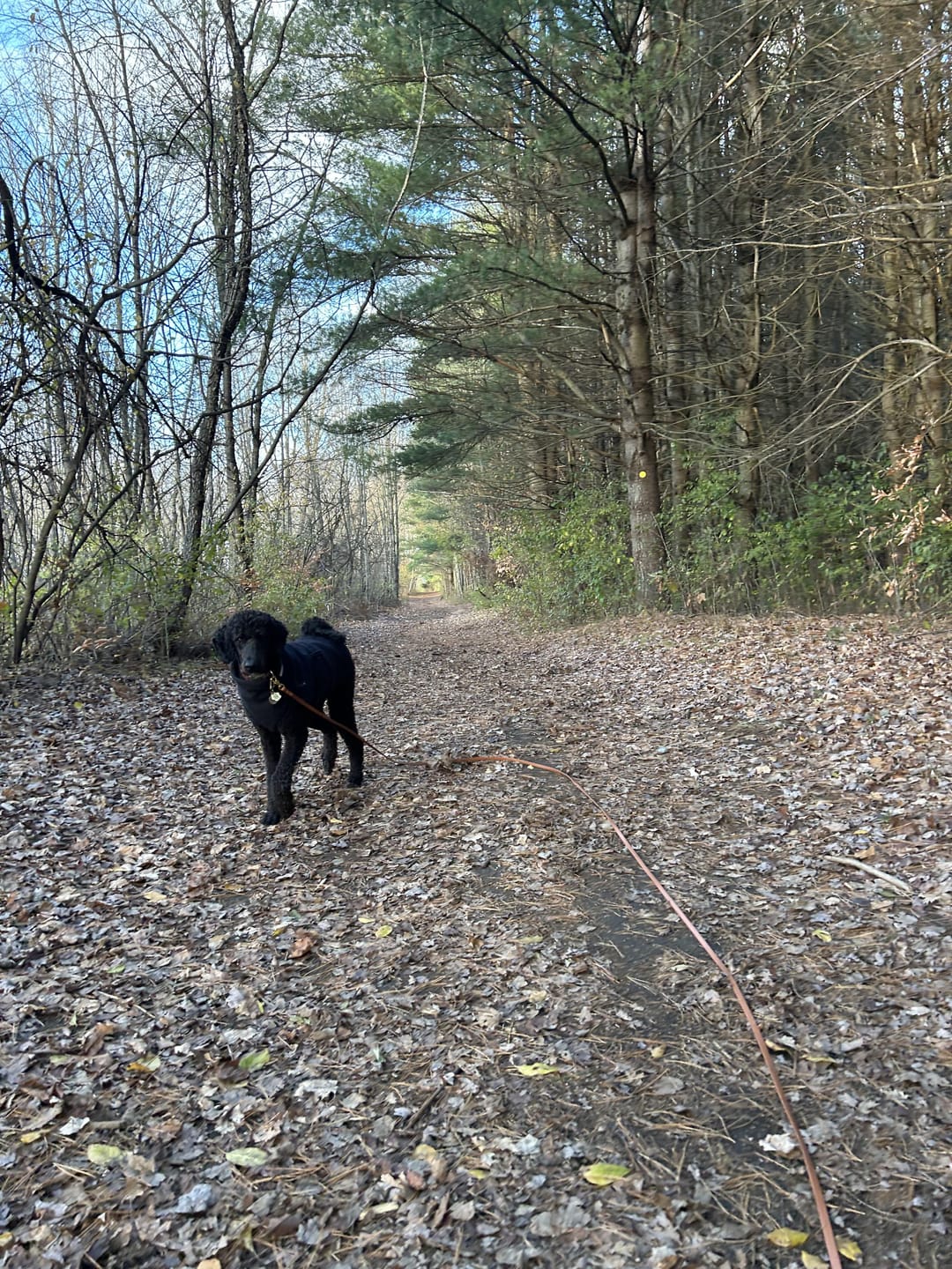Customer photo review of Biothane Long Line Leash for Dogs with Detachable Handle