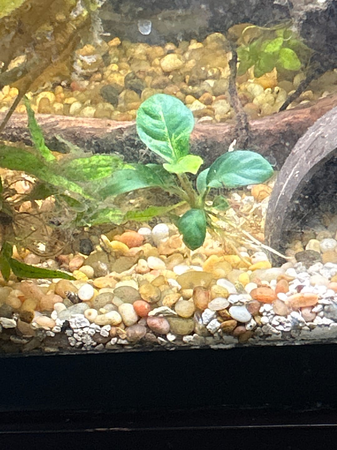 Customer photo review of Anubias Barteri Coffeefolia