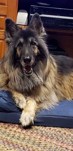 Customer photo review of Buddy Guard + Hearty Bites
