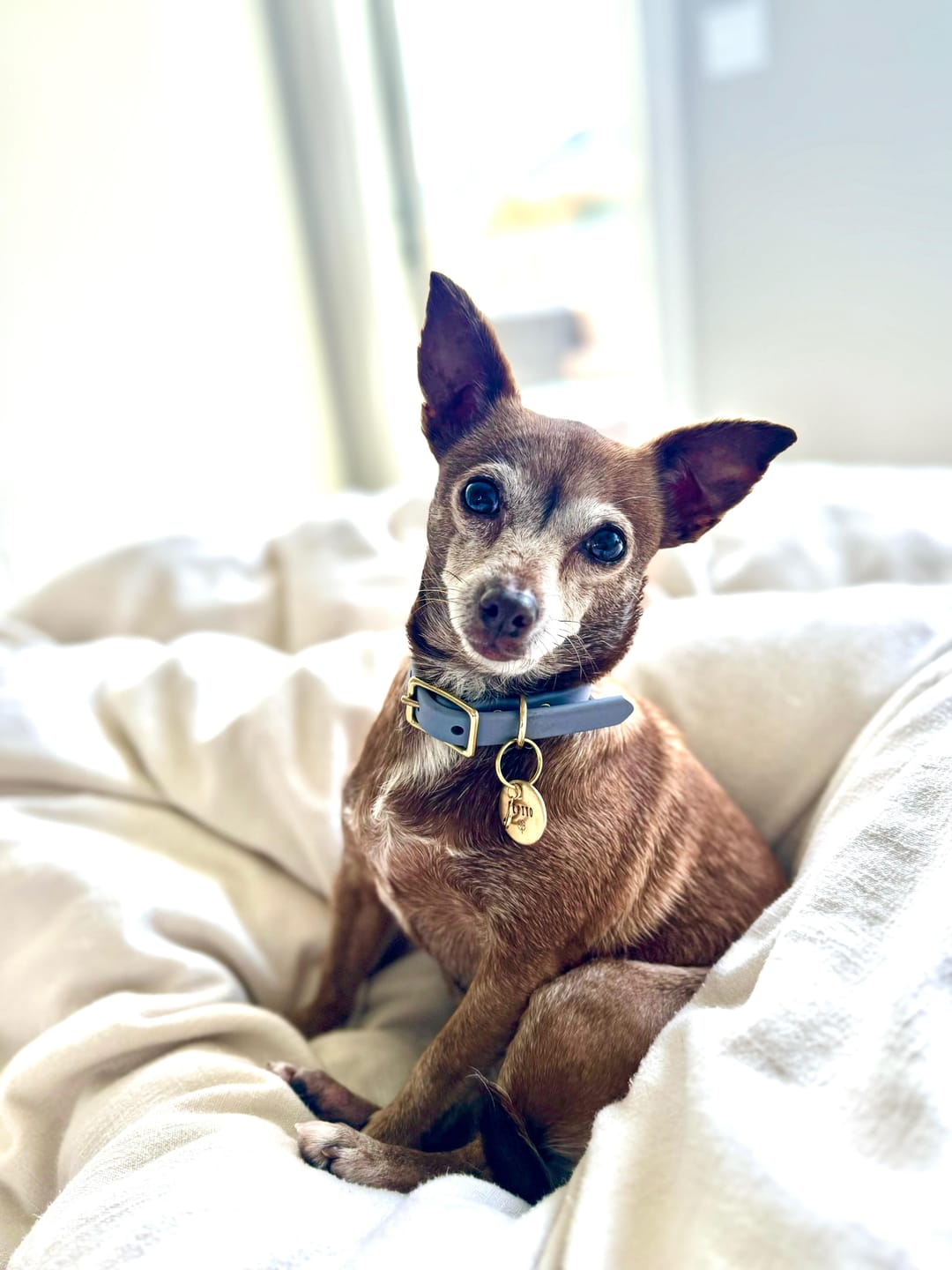 Customer photo review of Terracotta - Classic Biothane Dog Leash