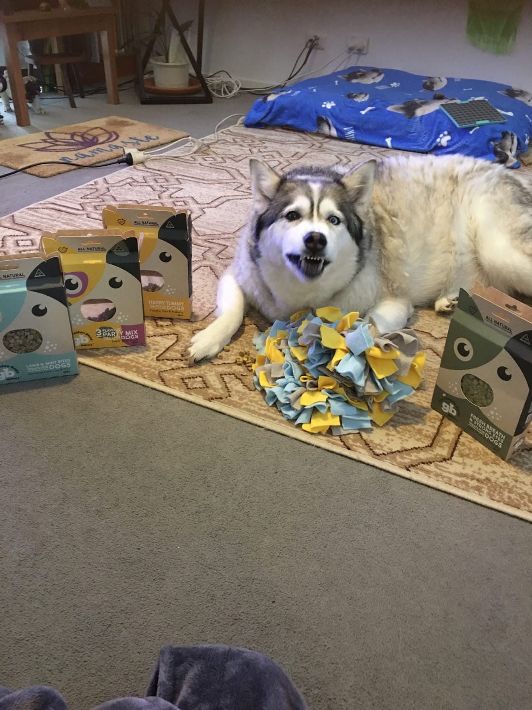 Customer photo review of Lamb Crunchies for Dogs & Cats