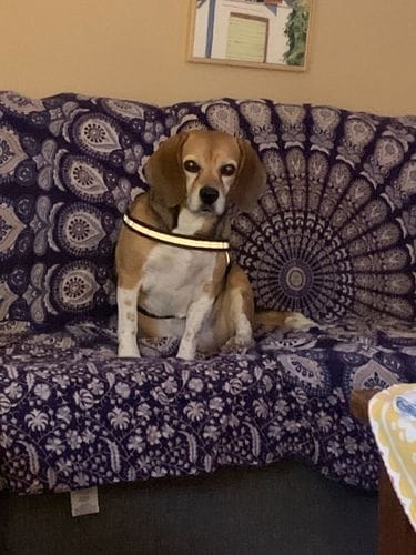 Customer photo review of Buddy Guard + Hearty Bites