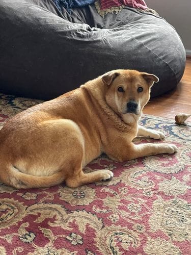 Customer photo review of Buddy Guard + Hearty Bites