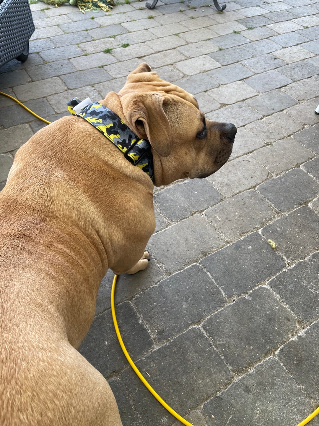 Customer photo review of 4cm Combat® Collar | With Handle & Rated Clip - Lightning v2.0