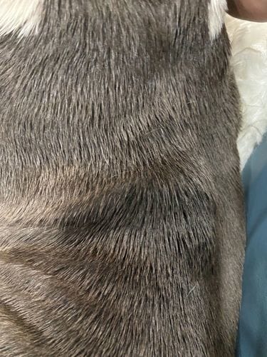 Customer photo review of Buddy Guard + Hearty Bites