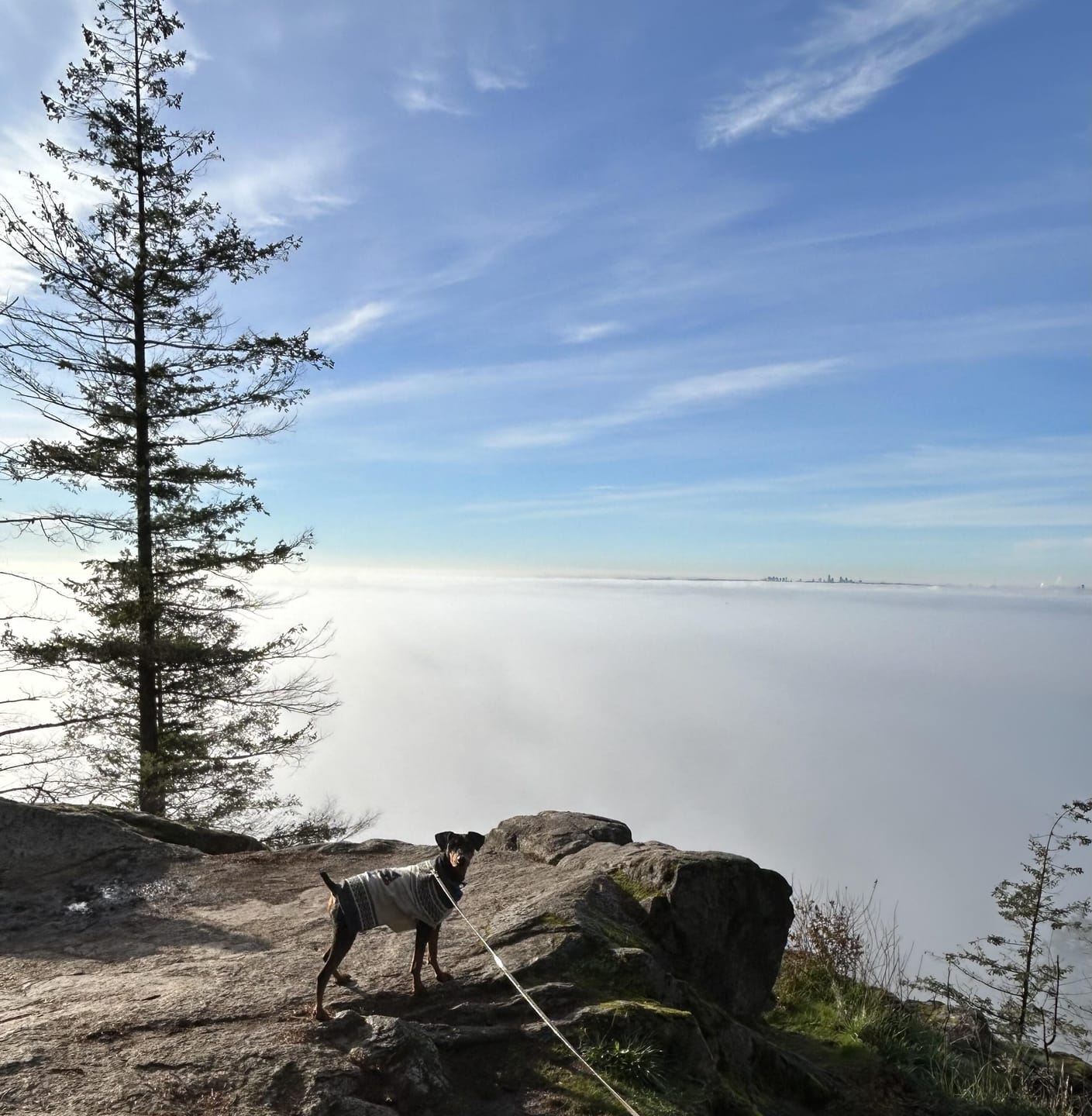 Customer photo review of Biothane Long Line Leash for Dogs with Detachable Handle
