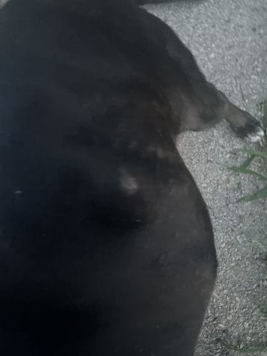 Customer photo review of Freeze-Dried Beef Liver Dog Treats | Single Ingredient | Petsmont Hearty Bites