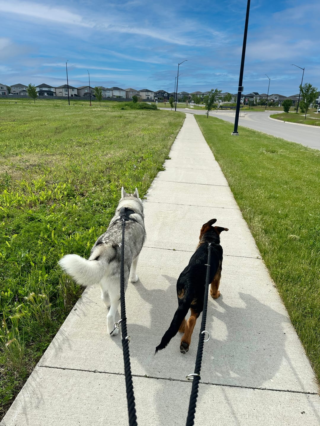 Customer photo review of 6-IN-1 Hands Free Cotton Rope Dog Leash