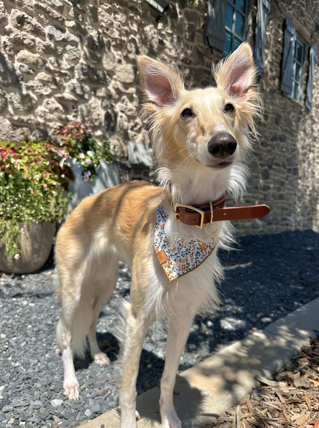 Customer photo review of Mahogany - Classic Leather Dog Collar