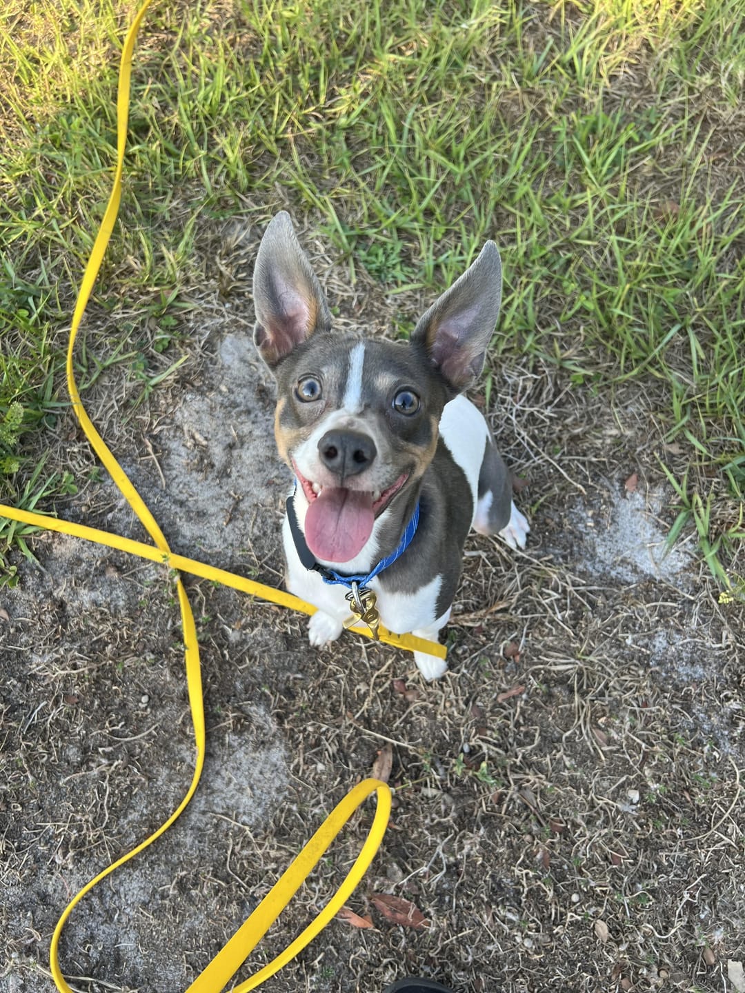 Customer photo review of Biothane Long Line Leash for Dogs with Detachable Handle