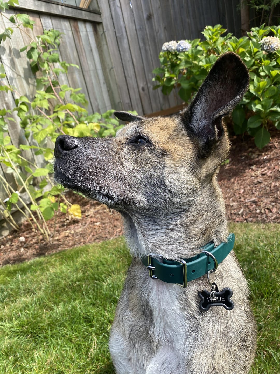 Customer photo review of Cedar - Classic Biothane Dog Collar