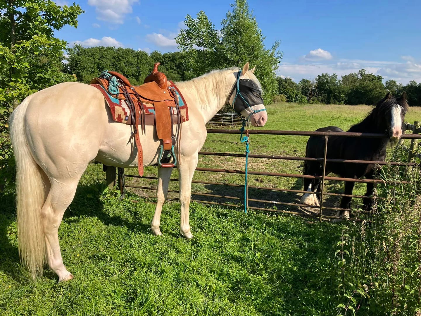 Customer photo review of EquiVizor Fly Mask - Standard