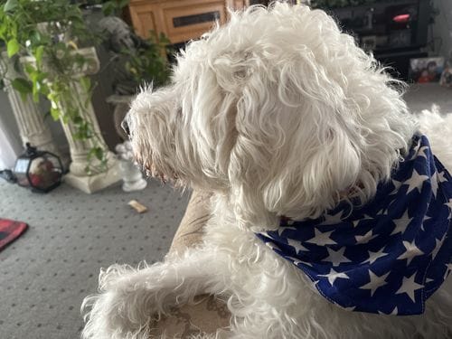 Customer photo review of Freeze-Dried Beef Liver Dog Treats | Single Ingredient | Petsmont Hearty Bites