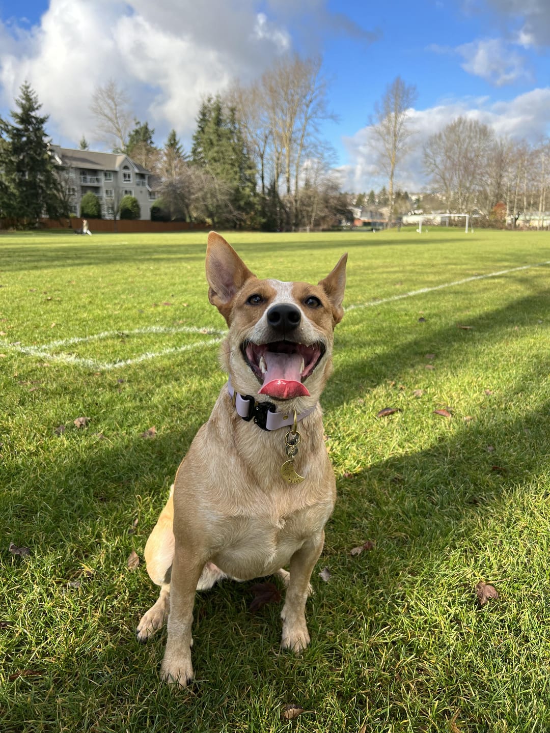 Customer photo review of Adjustable Biothane Quick Release Dog Collar