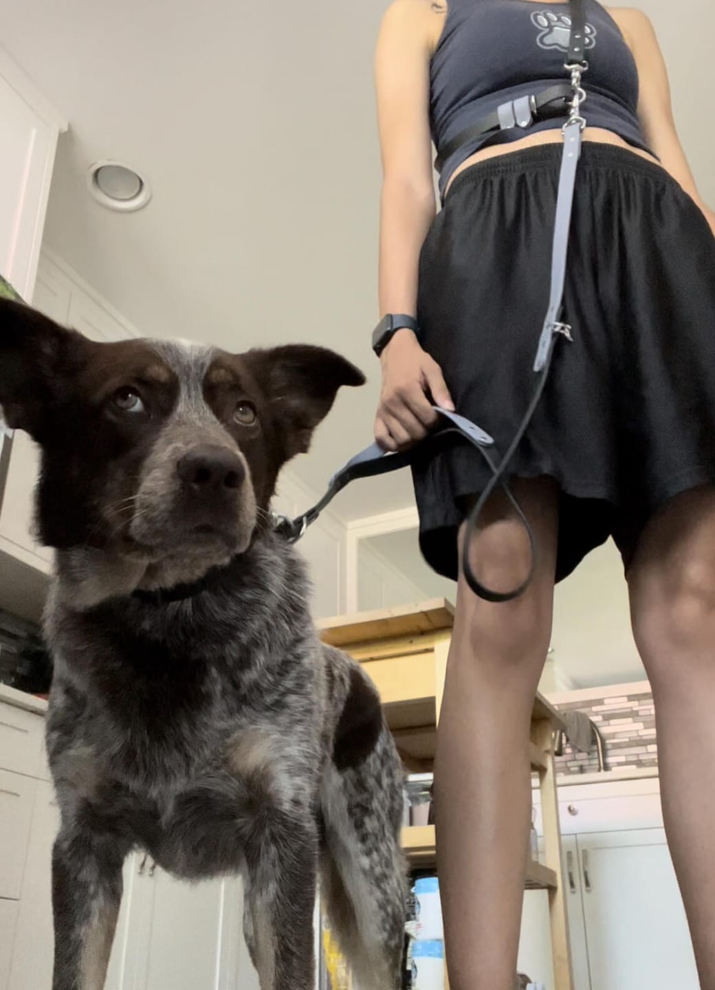 Customer photo review of Biothane Long Line Leash for Dogs with Detachable Handle
