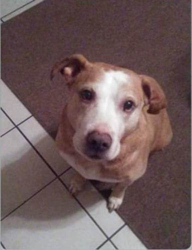 Customer photo review of Freeze-Dried Beef Liver Dog Treats | Single Ingredient | Petsmont Hearty Bites