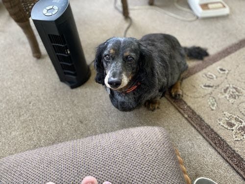 Customer photo review of Freeze-Dried Beef Liver Dog Treats | Single Ingredient | Petsmont Hearty Bites