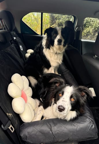 Customer photo review of Car Seat Cover
