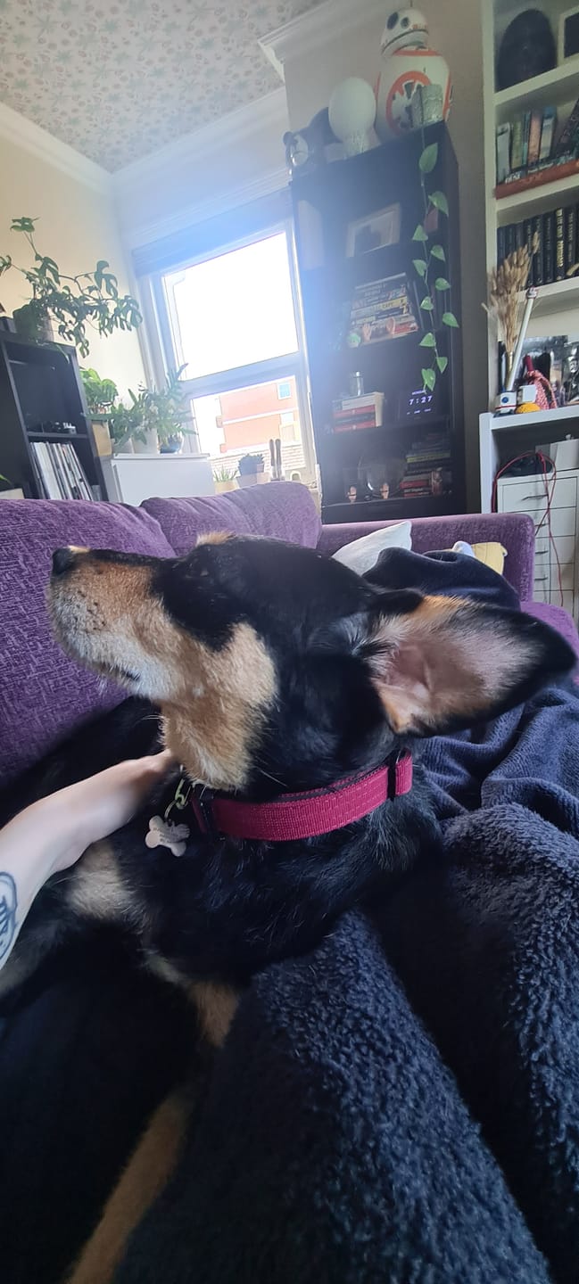 Customer photo review of 2.5cm Combat® Collar | With Handle & Rated Clip - Burgundy v2.0