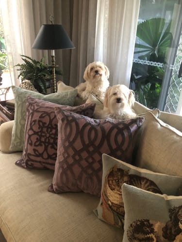 Customer photo review of Applique Zen Purple Lounge Cushion 55 x 55cm