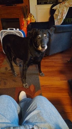 Customer photo review of Buddy Guard + Hearty Bites