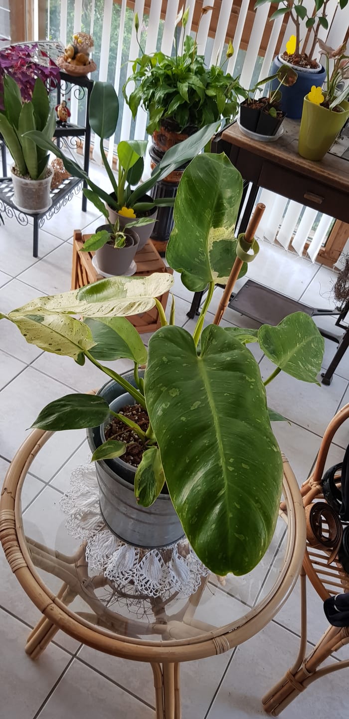 Customer photo review of PHILODENDRON JOSE BUONO