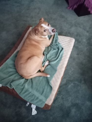 Customer photo review of Freeze-Dried Beef Liver Dog Treats | Single Ingredient | Petsmont Hearty Bites