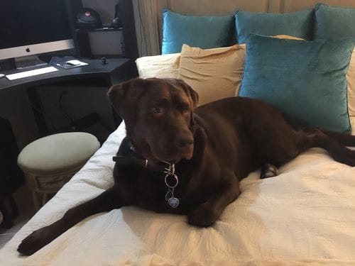 Customer photo review of Buddy Guard + Hearty Bites