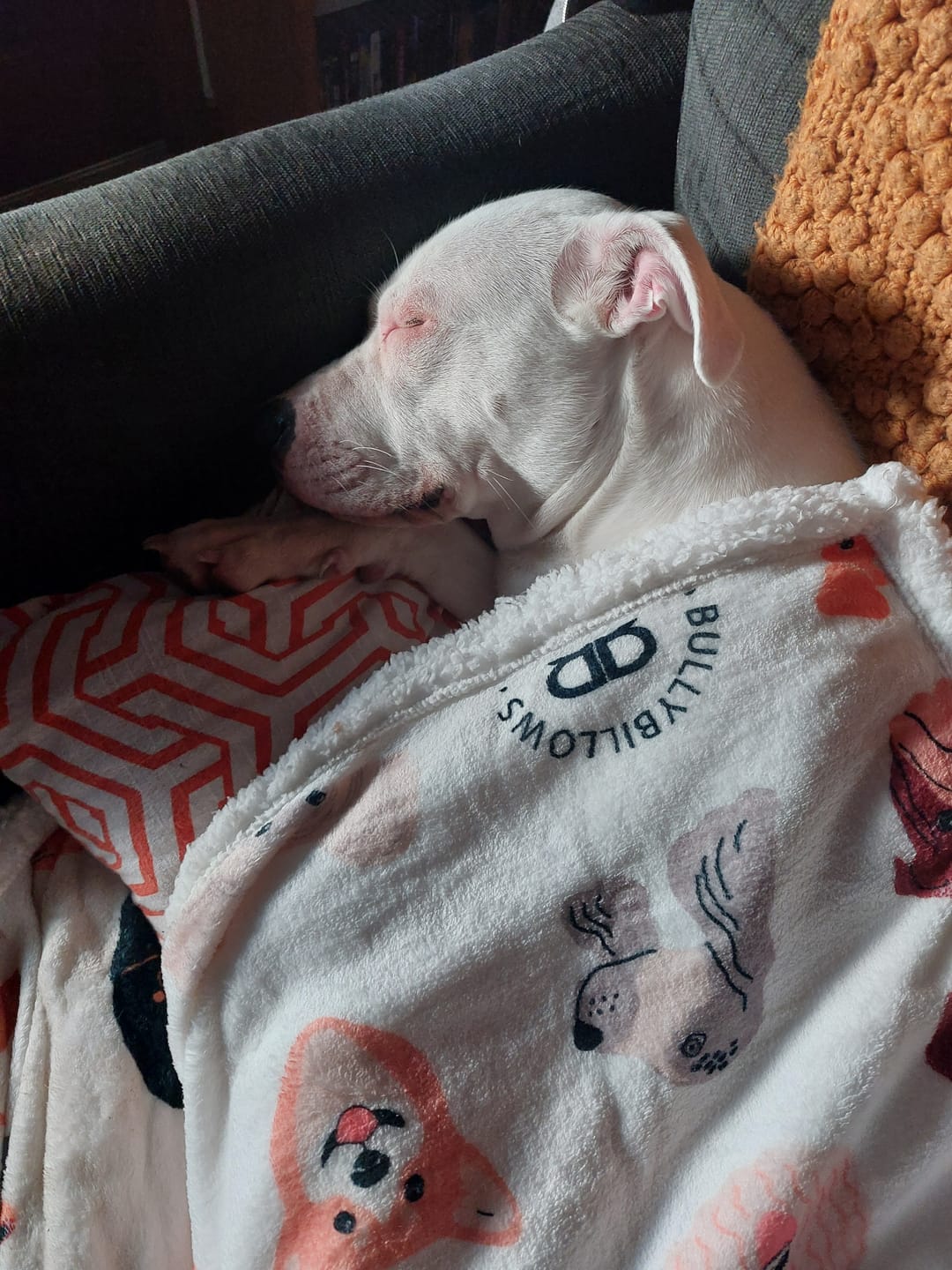 Customer photo review of Luxury BullyBillows Dog & Human Blanket