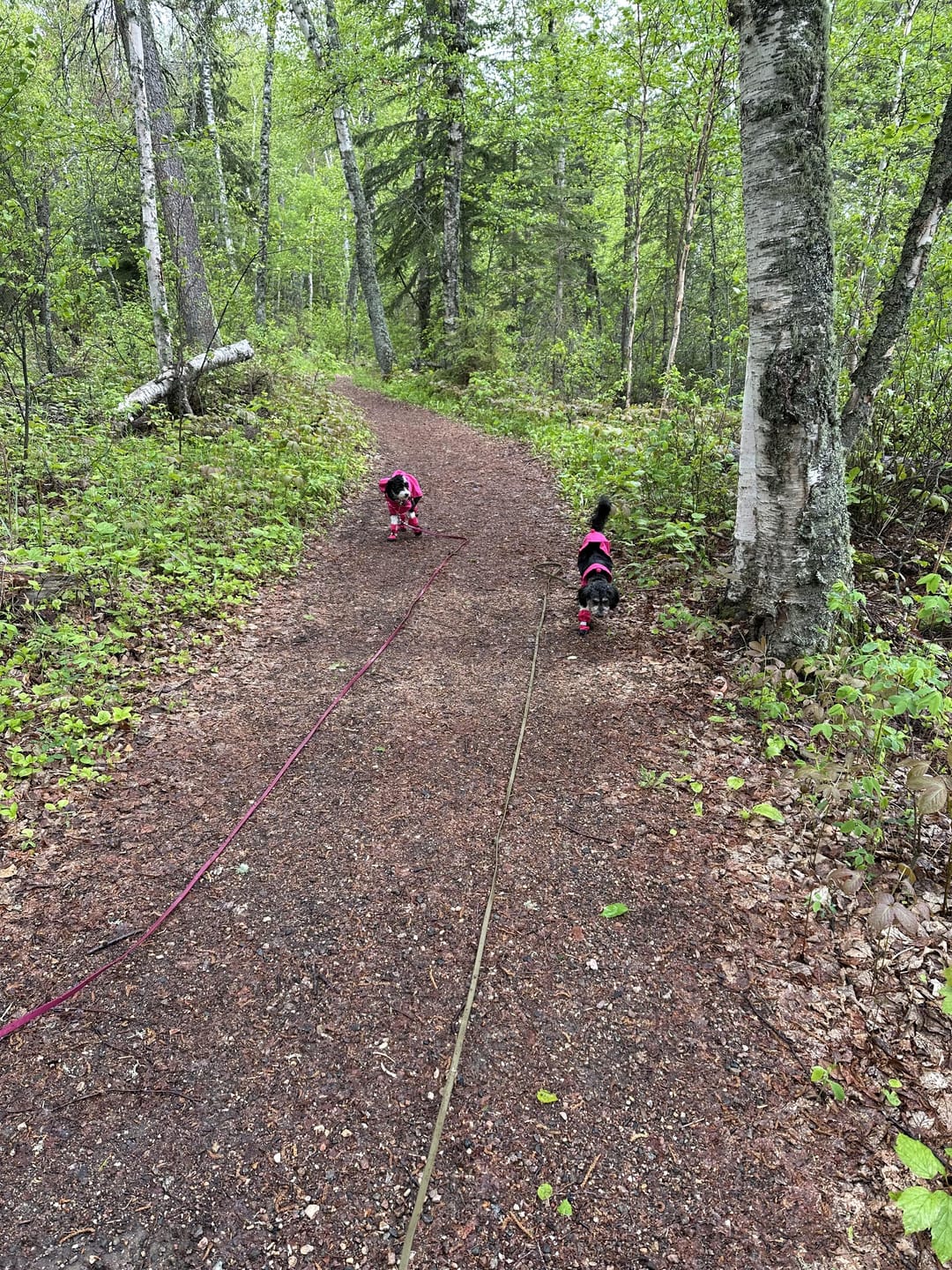 Customer photo review of Biothane Long Line Leash for Dogs with Detachable Handle