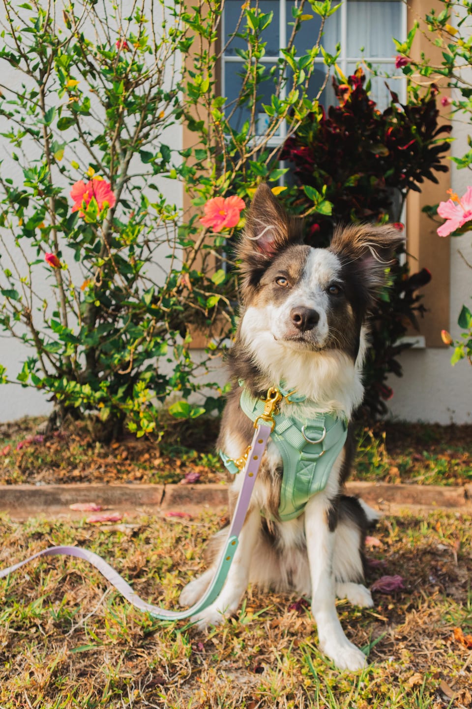 Customer photo review of Handsfree Leash Adapter
