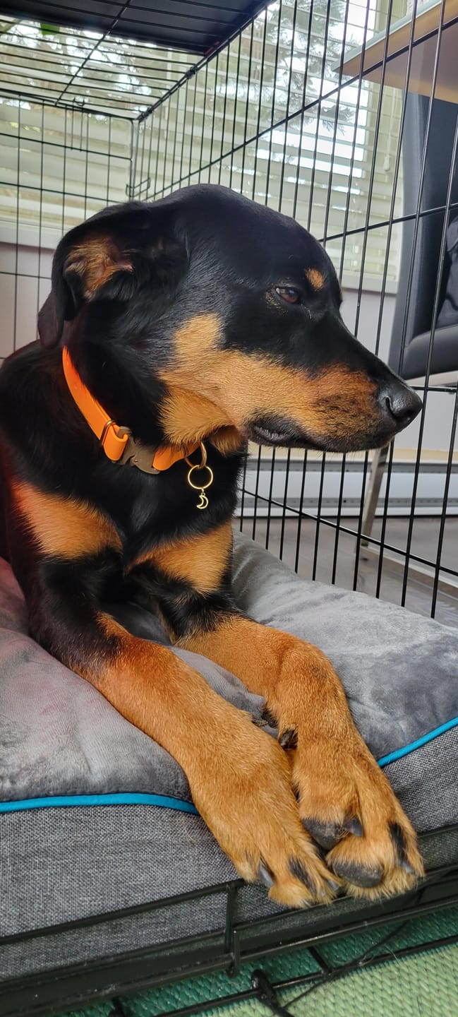 Customer photo review of Adjustable Biothane Quick Release Dog Collar