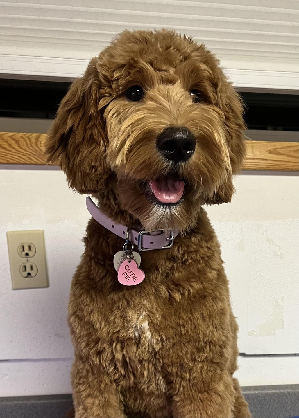 Customer photo review of Lilac - Classic Biothane Dog Collar