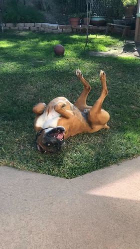Customer photo review of Buddy Guard + Hearty Bites