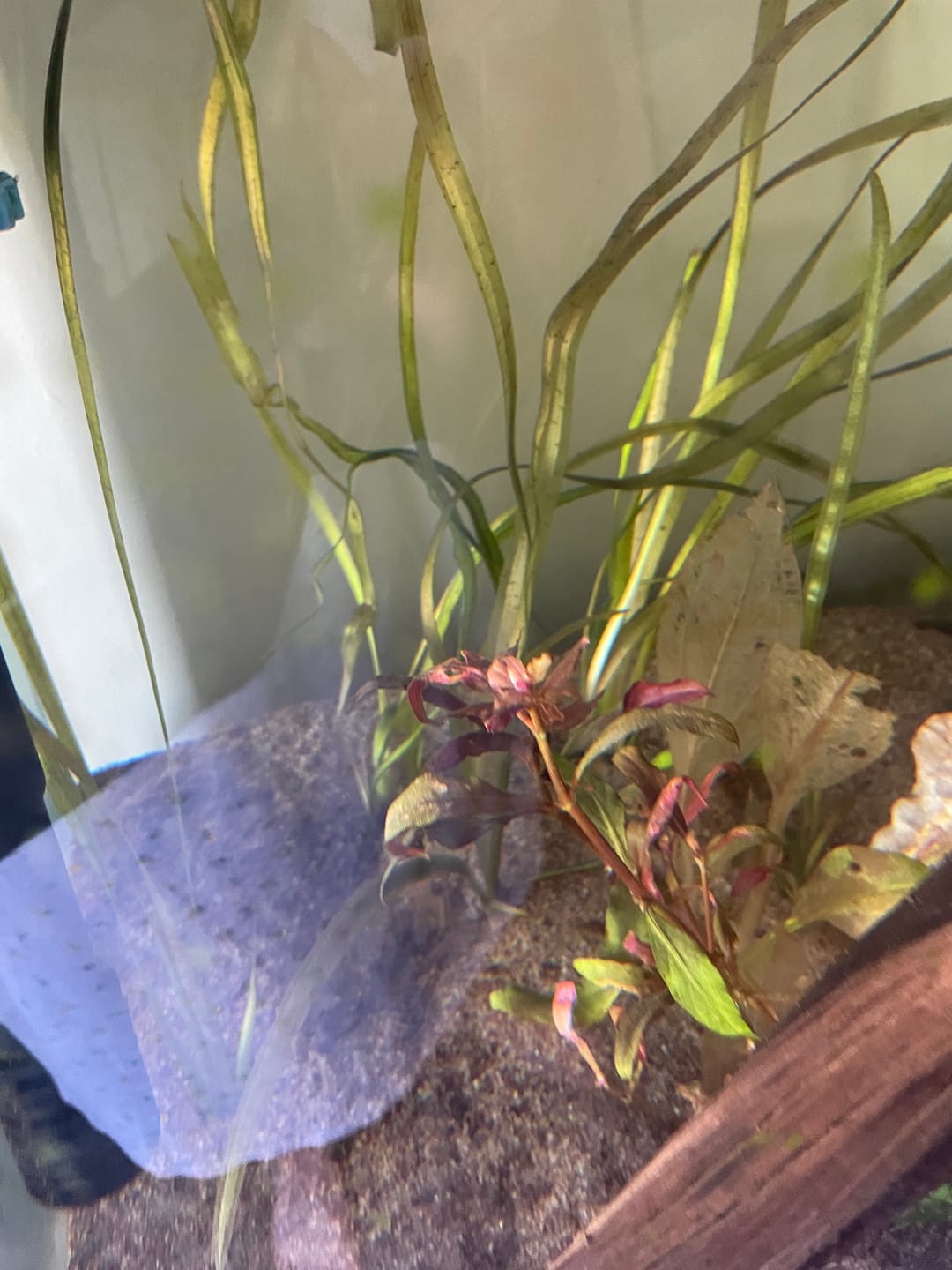 Customer photo review of Alternanthera reineckii (Scarlet Temple)