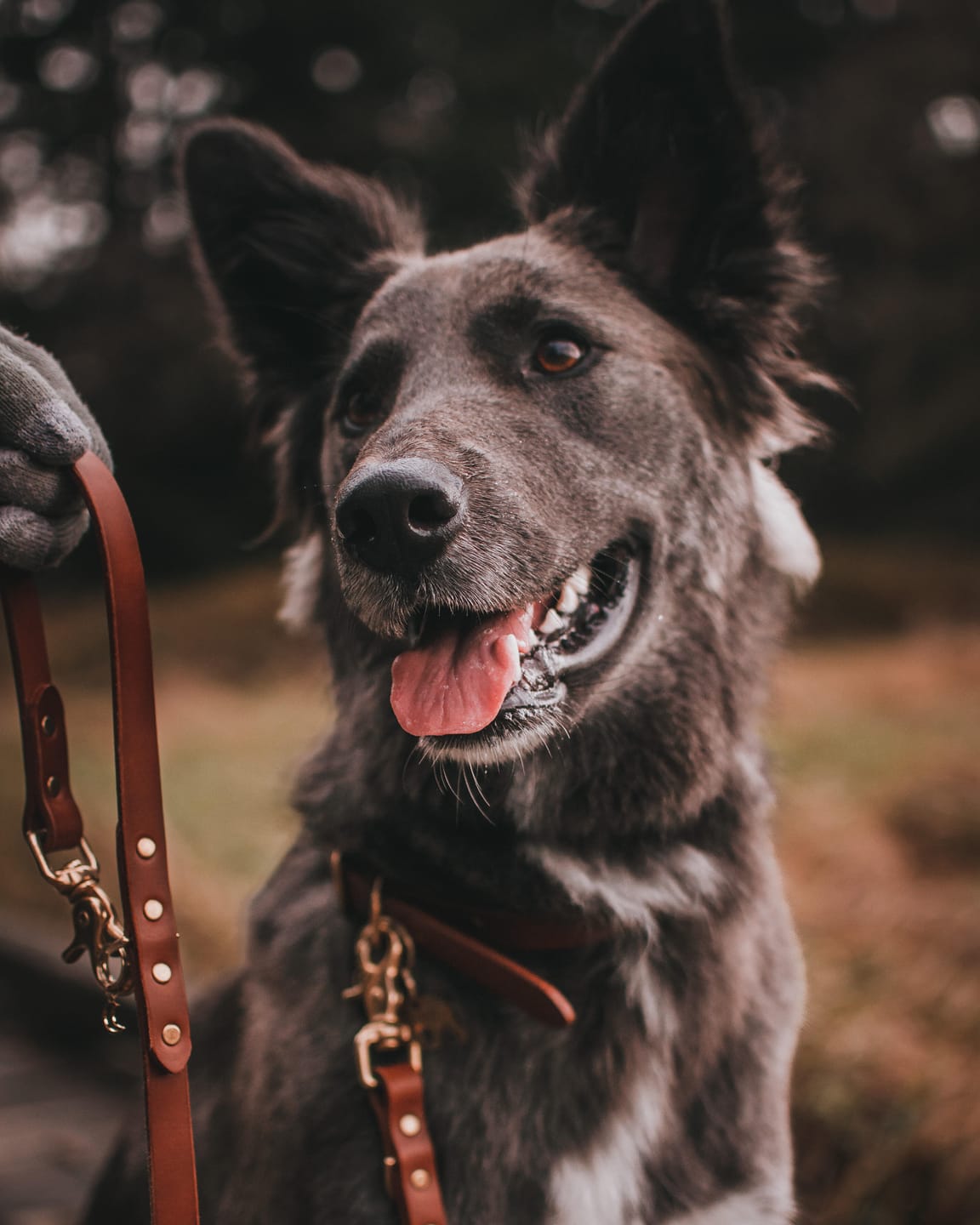Customer photo review of Mahogany - Classic Leather Dog Leash