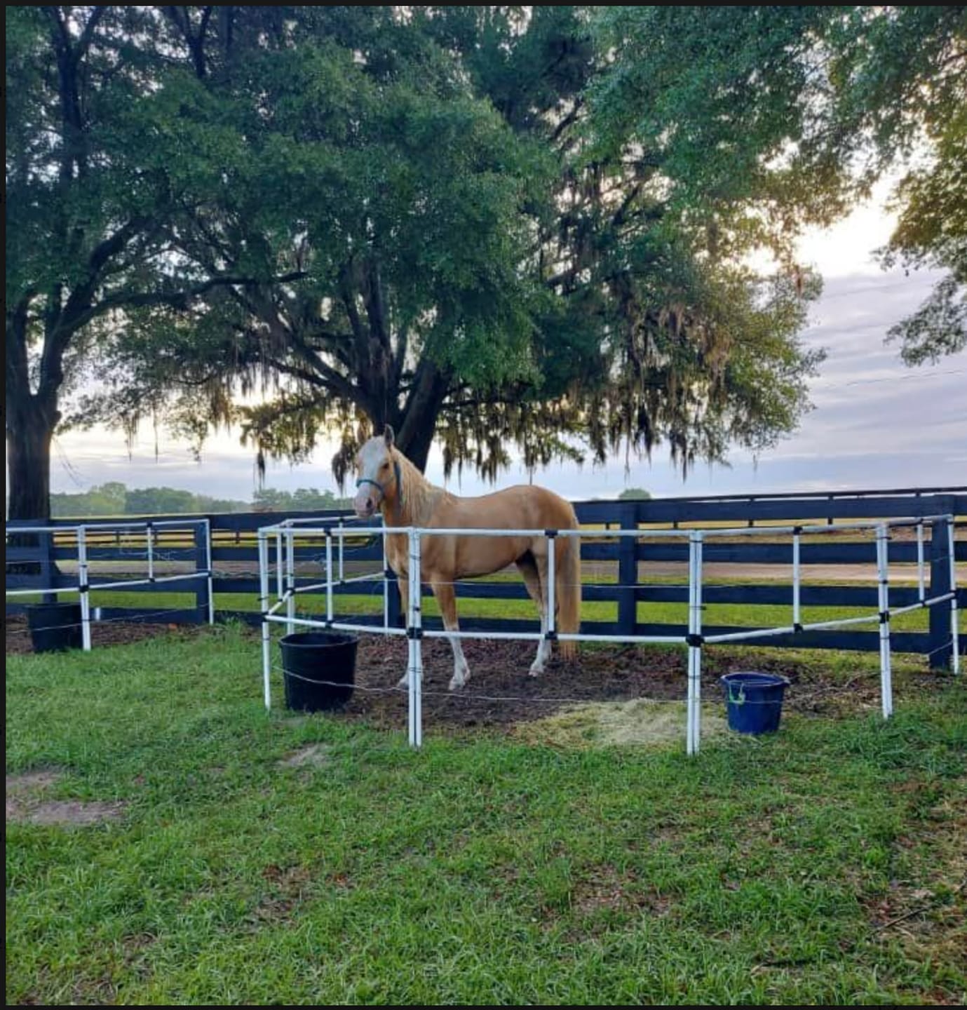 Customer photo review of Ready Made Portable Electric Horse Corral Fencing: (Electric EconoLine 12 Panels; 2 Rails)