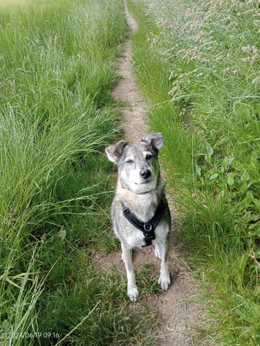 Customer photo review of Tribal Fresh Pressed Senior/Light Turkey