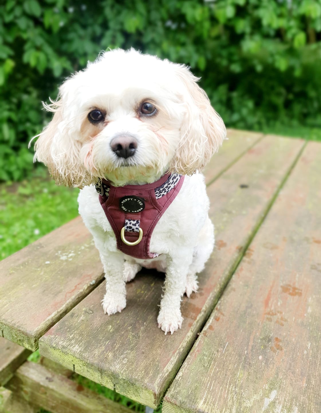 Customer photo review of Luxe Collection | 3-Click Tough Harness | Berry Dalmatian