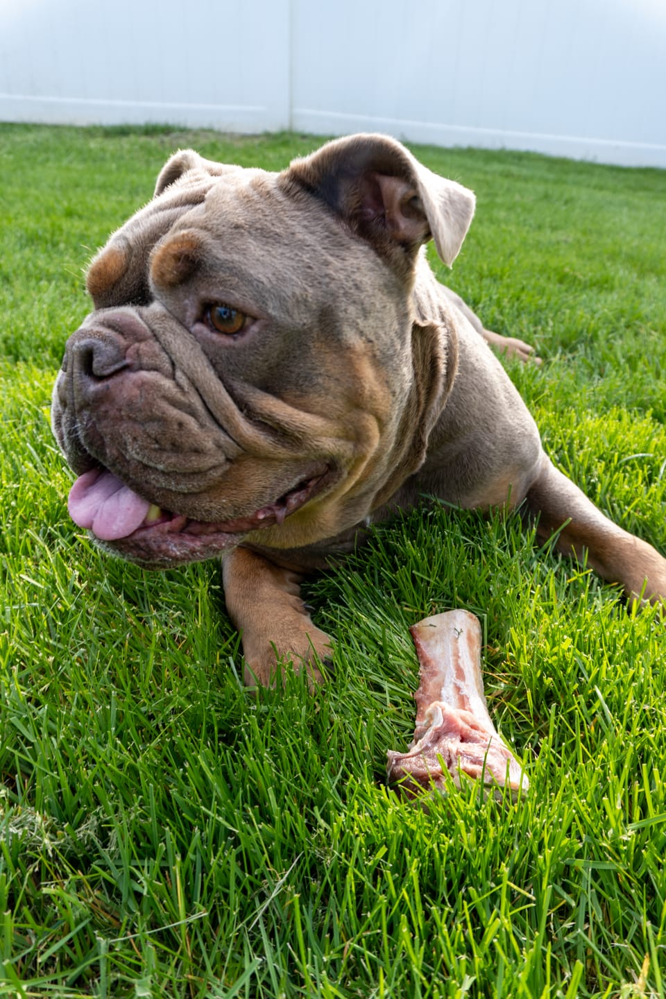 Customer photo review of WOOF WOOF BOX