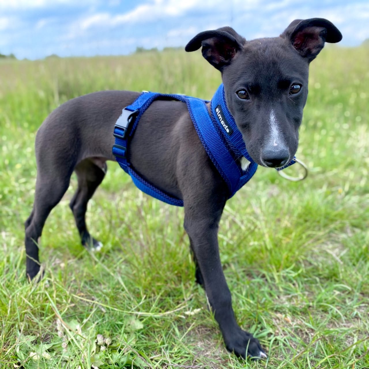 Customer photo review of Windhundgeschirr FUN Welpe/Windspiel "Steel Blue"