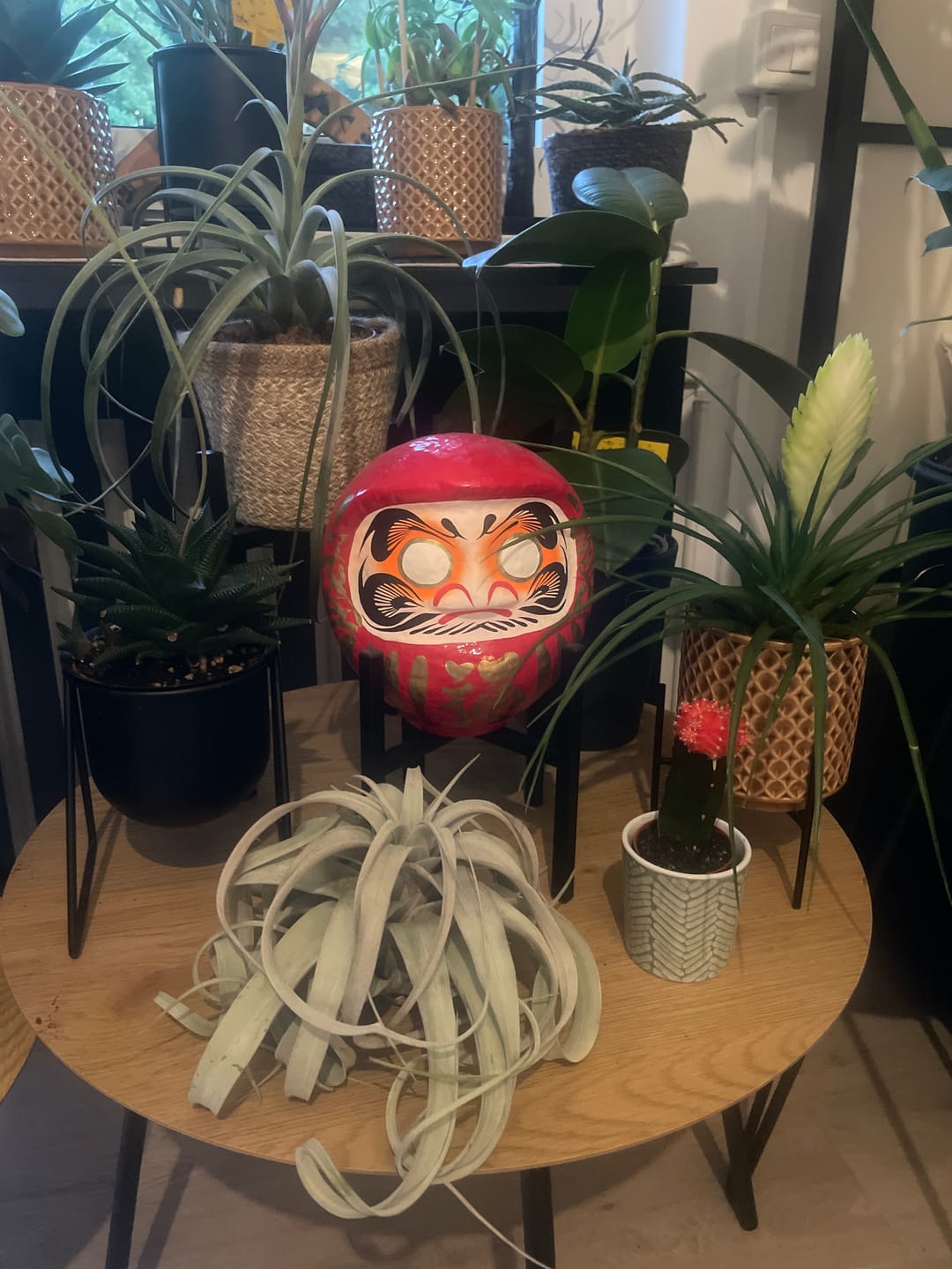 Customer photo review of Tillandsia xerographica