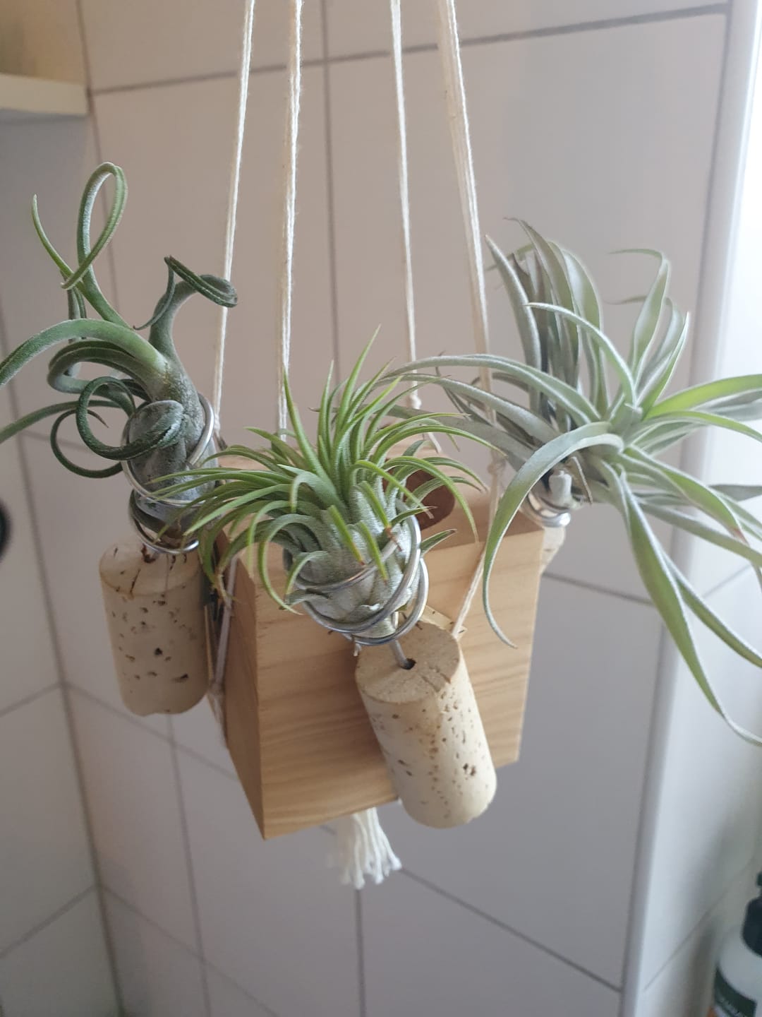 Customer photo review of 3er Set Tillandsien Pflegespray