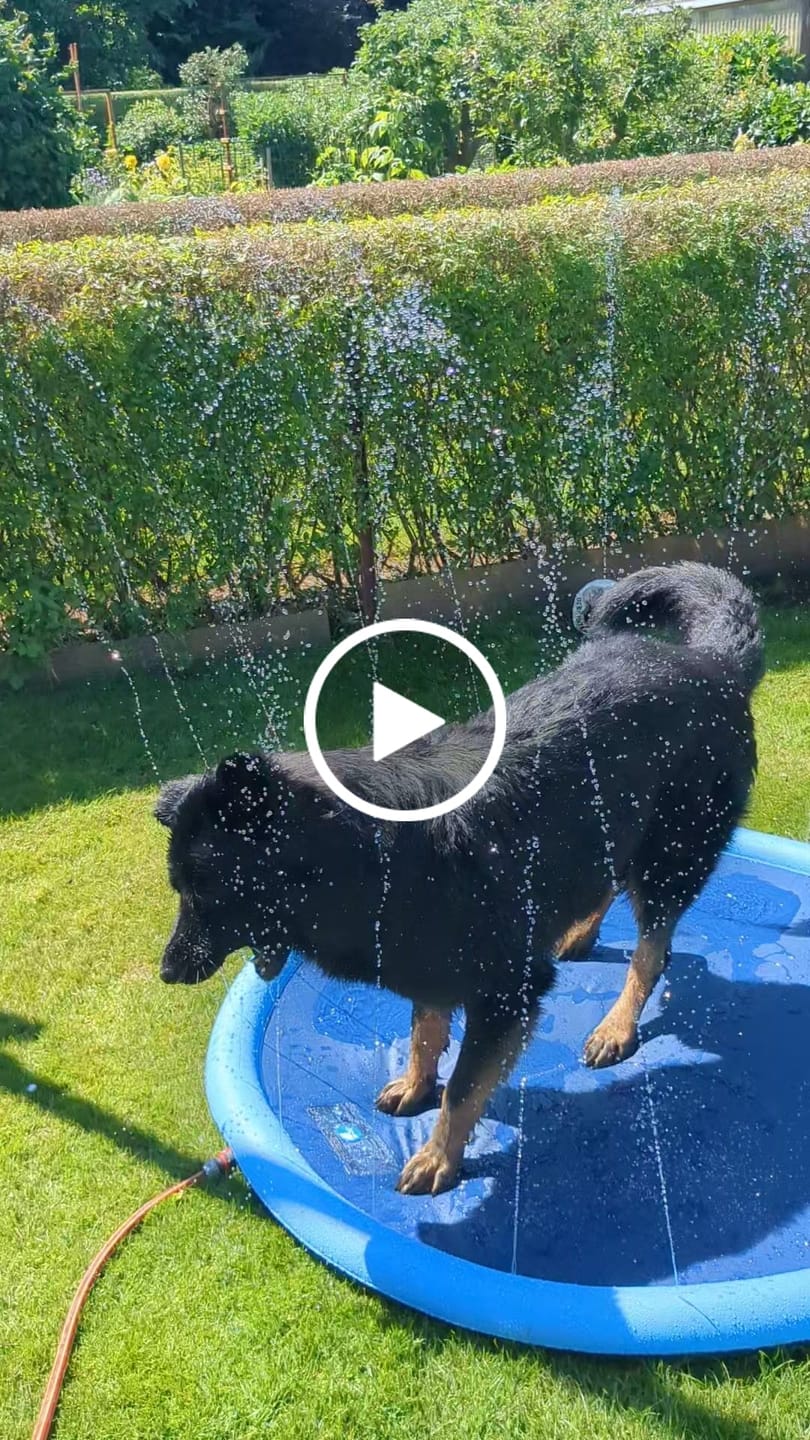 Customer video review of Sprinkler Wasserspielmatte für Hunde